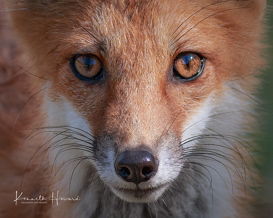 "Fox Stare"