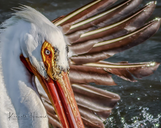 "Pelican Wave"