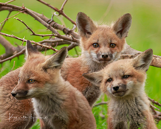 "Fox Family"